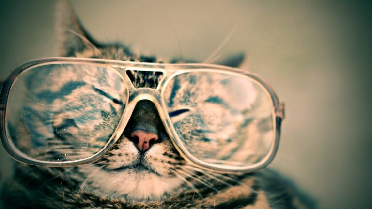 cat with glasses